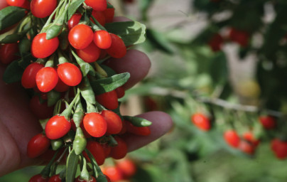 Goji (Lycium barbarum) Goji (Lycium barbarum)